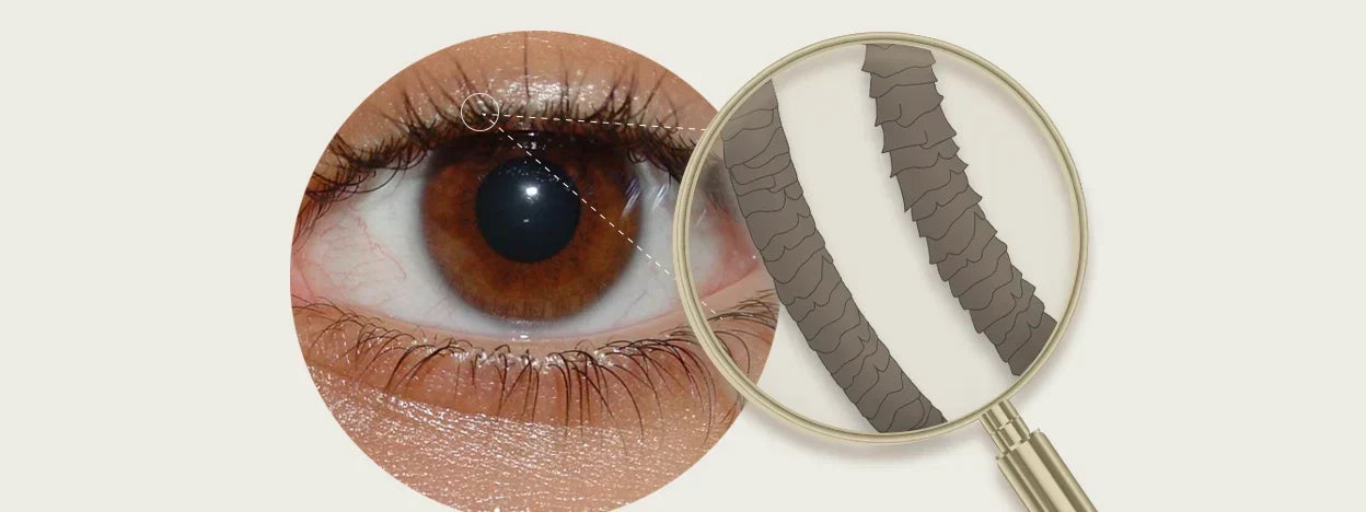 A Guide to Lash Porosity and Lash Lifts